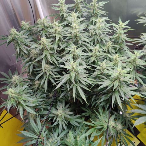 Arjan's Haze #3 growlog photo: The Lemon haze is going great so far. The gnats seem to be at bay for now.
Arjan is like stretching uo still and buds and not getting dense. 