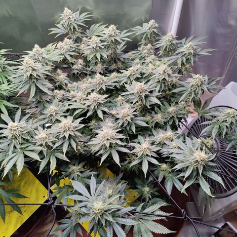 Arjan's Haze #3 growlog photo: The Lemon haze is going great so far. The gnats seem to be at bay for now.
Arjan is like stretching uo still and buds and not getting dense. 