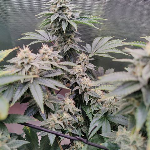 Arjan's Haze #3 growlog photo: The Lemon haze is going great so far. The gnats seem to be at bay for now.
Arjan is like stretching uo still and buds and not getting dense. 
