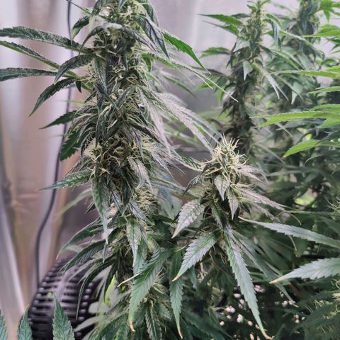 Arjan's Haze #3 growlog photo: The Lemon haze is going great so far. The gnats seem to be at bay for now.
Arjan is like stretching uo still and buds and not getting dense. 