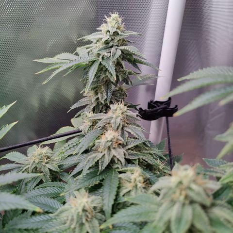 Arjan's Haze #3 growlog photo: The Lemon haze is going great so far. The gnats seem to be at bay for now.
Arjan is like stretching uo still and buds and not getting dense. 