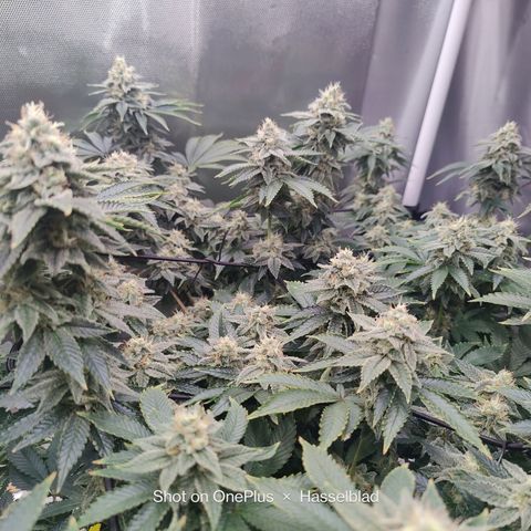 Arjan's Haze #3 growlog photo: Mid if Week 6