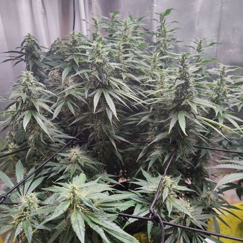 Arjan's Haze #3 growlog photo: Mid if Week 6