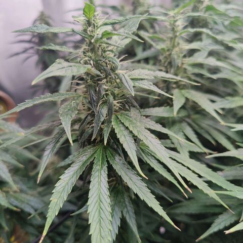 Arjan's Haze #3 growlog photo: Mid if Week 6
