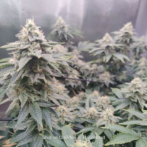 Arjan's Haze #3 growlog photo: Mid if Week 6