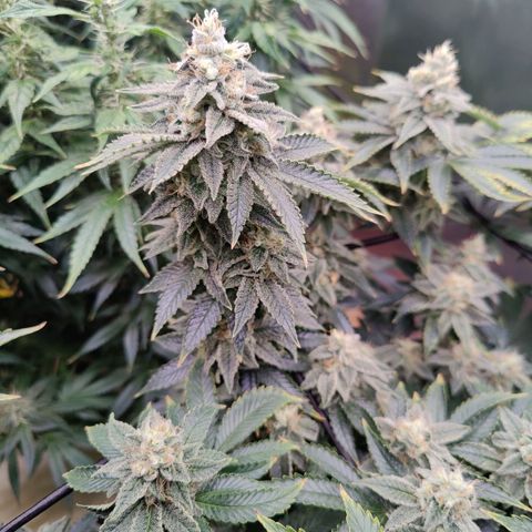 Arjan's Haze #3 growlog photo: Week 7 - Mid week... The S.Lemon is going string still but the Arjan's haze has falling bacj by far. Lots of long bud formation but no density.. Bulking.. 