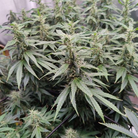 Arjan's Haze #3 growlog photo: Week 7 - Mid week... The S.Lemon is going string still but the Arjan's haze has falling bacj by far. Lots of long bud formation but no density.. Bulking.. 