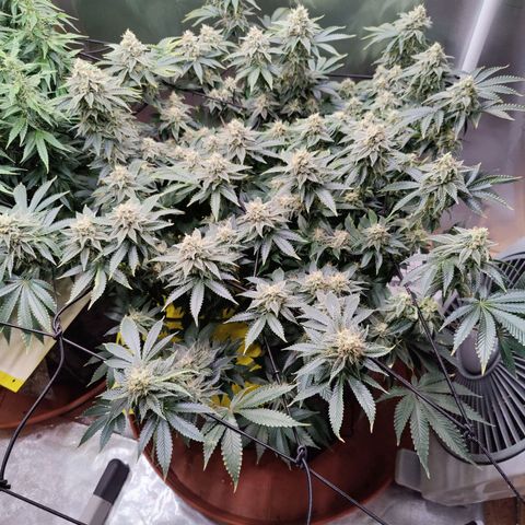 Arjan's Haze #3 growlog photo: Week 7 - Mid week... The S.Lemon is going string still but the Arjan's haze has falling bacj by far. Lots of long bud formation but no density.. Bulking.. 