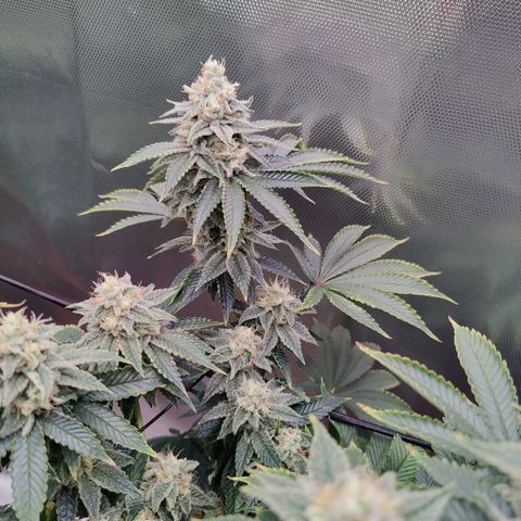 Arjan's Haze #3 growlog photo: Week 7 - Mid week... The S.Lemon is going string still but the Arjan's haze has falling bacj by far. Lots of long bud formation but no density.. Bulking.. 
