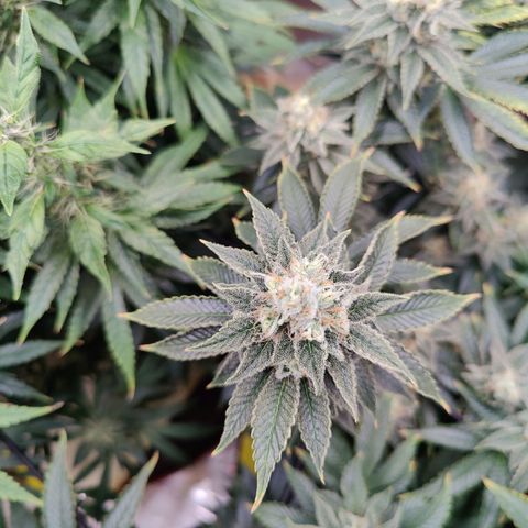 Arjan's Haze #3 growlog photo: Week 7 - Mid week... The S.Lemon is going string still but the Arjan's haze has falling bacj by far. Lots of long bud formation but no density.. Bulking.. 