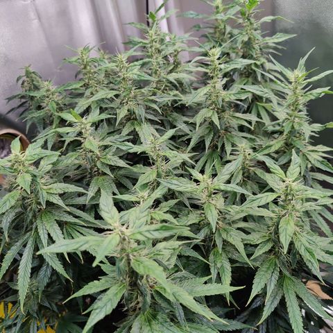 Arjan's Haze #3 growlog timeline photo
