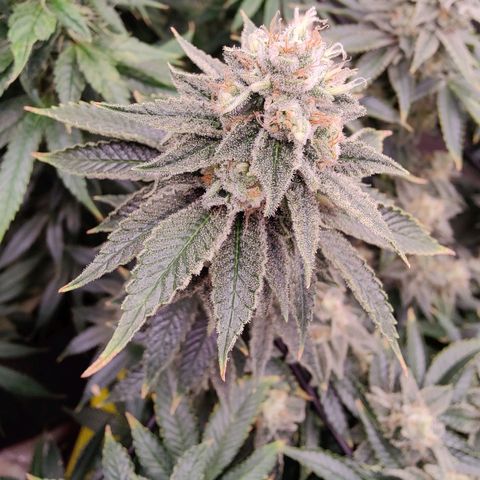 Arjan's Haze #3 growlog photo: Finally both seem to be focused on the bud formation.
The Arjan now has long buds that are starting to beef up from the bottom up. The Lemon has been a while focused on the buds now. 