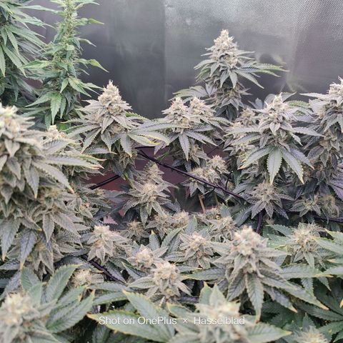 Arjan's Haze #3 growlog photo: Finally both seem to be focused on the bud formation.
The Arjan now has long buds that are starting to beef up from the bottom up. The Lemon has been a while focused on the buds now. 