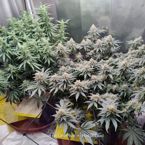 Arjan's Haze #3 growlog photo: Finally both seem to be focused on the bud formation.
The Arjan now has long buds that are starting to beef up from the bottom up. The Lemon has been a while focused on the buds now. 
