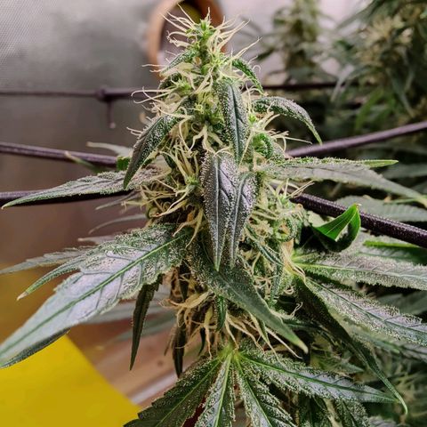 Arjan's Haze #3 growlog photo: Finally both seem to be focused on the bud formation.
The Arjan now has long buds that are starting to beef up from the bottom up. The Lemon has been a while focused on the buds now. 