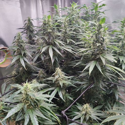 Arjan's Haze #3 growlog photo: Finally both seem to be focused on the bud formation.
The Arjan now has long buds that are starting to beef up from the bottom up. The Lemon has been a while focused on the buds now. 