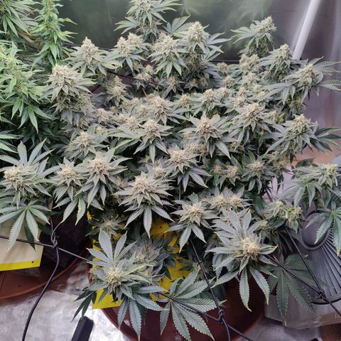 Arjan's Haze #3 growlog photo: Finally both seem to be focused on the bud formation.
The Arjan now has long buds that are starting to beef up from the bottom up. The Lemon has been a while focused on the buds now. 