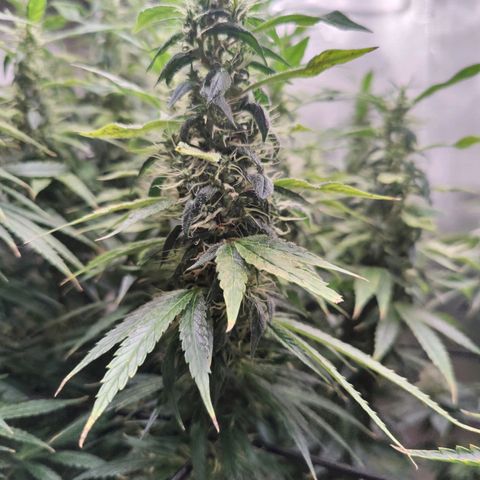 Arjan's Haze #3 growlog photo: Mid of Week 7.... The Lemon doesn't show much difference as now it's just beefing the buds but the Arjan is finally showing some prigress in the buds growth. 