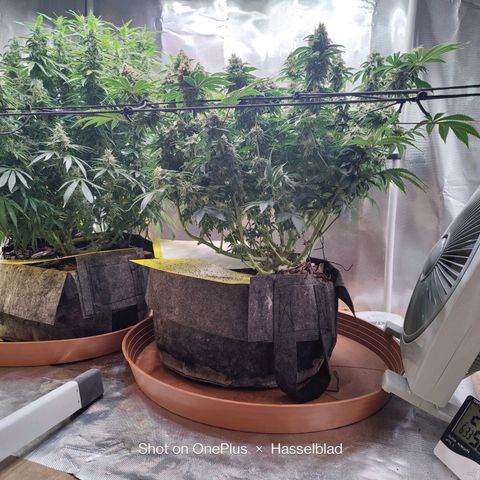 Arjan's Haze #3 growlog photo: Mid of Week 7.... The Lemon doesn't show much difference as now it's just beefing the buds but the Arjan is finally showing some prigress in the buds growth. 