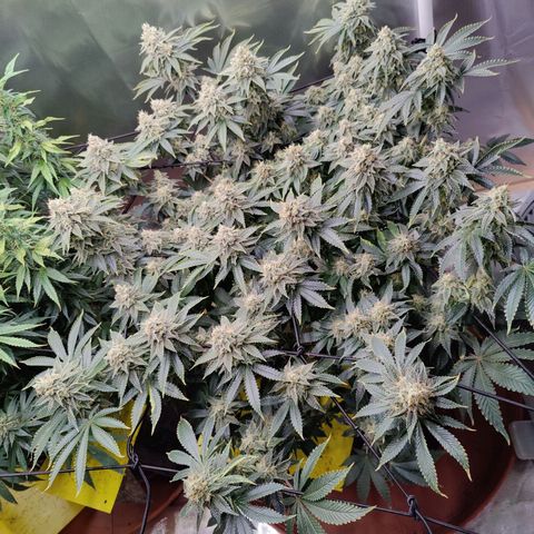 Arjan's Haze #3 growlog photo: Mid of Week 7.... The Lemon doesn't show much difference as now it's just beefing the buds but the Arjan is finally showing some prigress in the buds growth. 