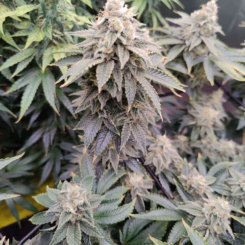 Arjan's Haze #3 growlog photo: Mid of Week 7.... The Lemon doesn't show much difference as now it's just beefing the buds but the Arjan is finally showing some prigress in the buds growth. 