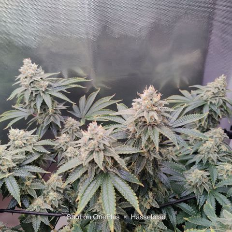 Arjan's Haze #3 growlog photo: Mid of Week 7.... The Lemon doesn't show much difference as now it's just beefing the buds but the Arjan is finally showing some prigress in the buds growth. 