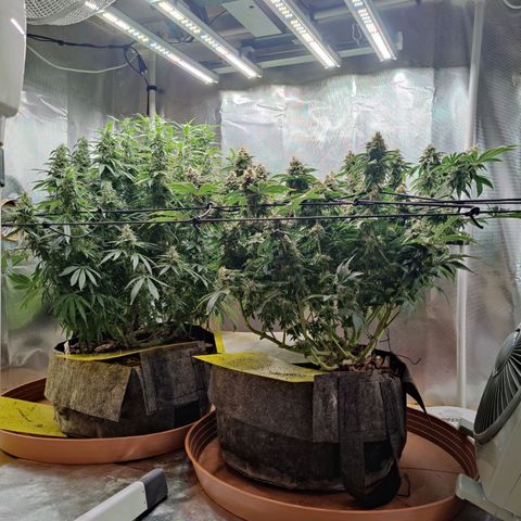 Arjan's Haze #3 growlog photo: Mid of Week 7.... The Lemon doesn't show much difference as now it's just beefing the buds but the Arjan is finally showing some prigress in the buds growth. 