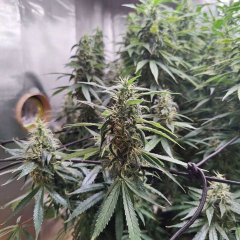 Arjan's Haze #3 growlog photo: Mid of Week 7.... The Lemon doesn't show much difference as now it's just beefing the buds but the Arjan is finally showing some prigress in the buds growth. 