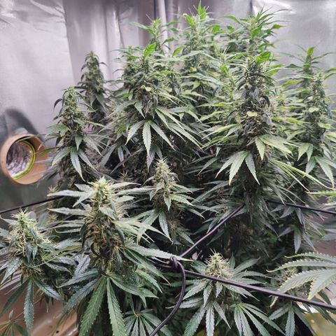 Arjan's Haze #3 growlog photo: Mid of Week 7.... The Lemon doesn't show much difference as now it's just beefing the buds but the Arjan is finally showing some prigress in the buds growth. 