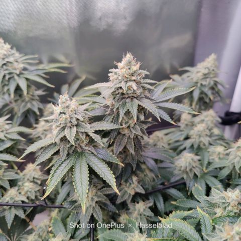 Arjan's Haze #3 growlog photo: Mid of Week 7.... The Lemon doesn't show much difference as now it's just beefing the buds but the Arjan is finally showing some prigress in the buds growth. 