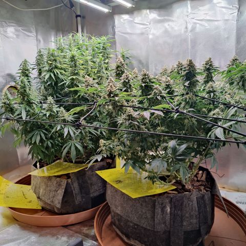 Arjan's Haze #3 growlog photo: Finally the Arjan is showing some red hairs mostly at the bottom. 