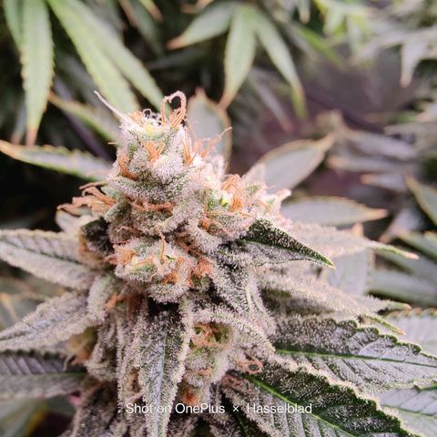 Arjan's Haze #3 growlog photo: Finally the Arjan is showing some red hairs mostly at the bottom. 
