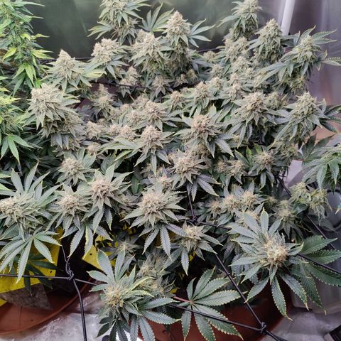 Arjan's Haze #3 growlog photo: Finally the Arjan is showing some red hairs mostly at the bottom. 