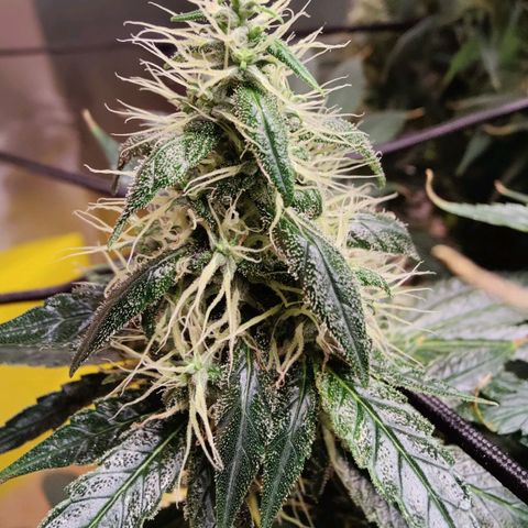 Arjan's Haze #3 growlog photo: Finally the Arjan is showing some red hairs mostly at the bottom. 
