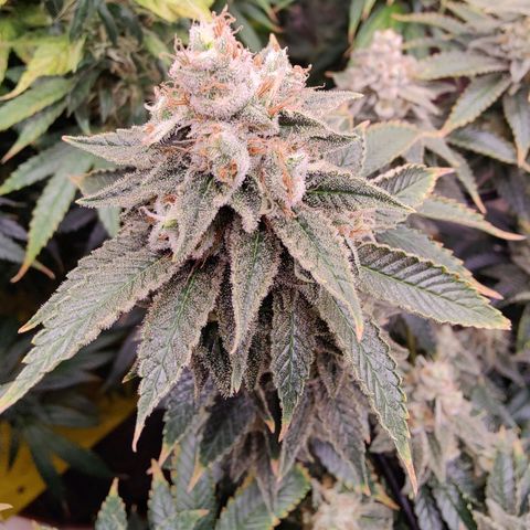 Arjan's Haze #3 growlog photo: Finally the Arjan is showing some red hairs mostly at the bottom. 