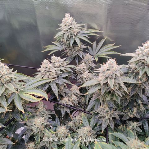 Arjan's Haze #3 growlog photo: Finally the Arjan is showing some red hairs mostly at the bottom. 