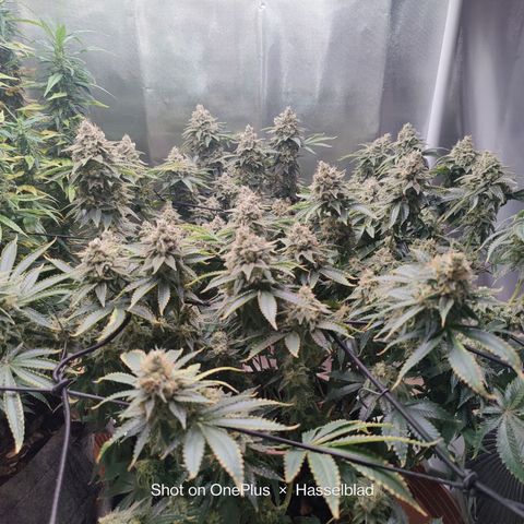Arjan's Haze #3 growlog photo: Mid if week 9 - The lemon is now extremely frosty and dense. Budz are mid size..

Arjan is getting better as in budz size but still not dense at all and defenetely not frosty! 