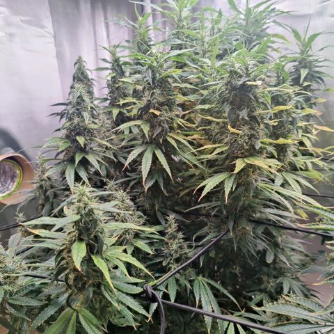 Arjan's Haze #3 growlog photo: Mid if week 9 - The lemon is now extremely frosty and dense. Budz are mid size..

Arjan is getting better as in budz size but still not dense at all and defenetely not frosty! 