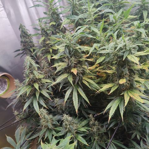 Arjan's Haze #3 growlog photo: Mid if week 9 - The lemon is now extremely frosty and dense. Budz are mid size..

Arjan is getting better as in budz size but still not dense at all and defenetely not frosty! 
