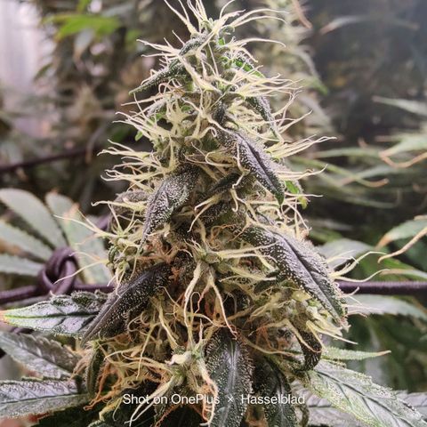 Arjan's Haze #3 growlog photo: Mid if week 9 - The lemon is now extremely frosty and dense. Budz are mid size..

Arjan is getting better as in budz size but still not dense at all and defenetely not frosty! 