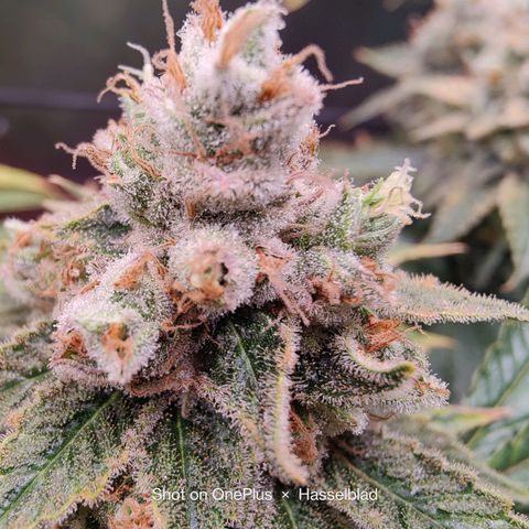 Arjan's Haze #3 growlog photo: Mid if week 9 - The lemon is now extremely frosty and dense. Budz are mid size..

Arjan is getting better as in budz size but still not dense at all and defenetely not frosty! 