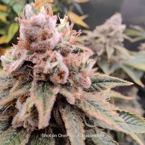 Arjan's Haze #3 growlog photo: Mid if week 9 - The lemon is now extremely frosty and dense. Budz are mid size..

Arjan is getting better as in budz size but still not dense at all and defenetely not frosty! 