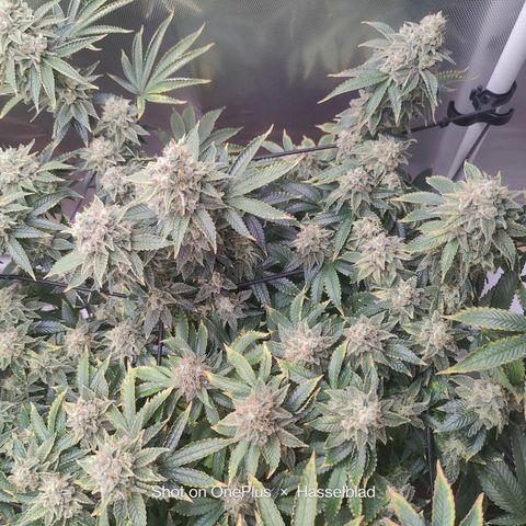 Arjan's Haze #3 growlog photo: Now its just about densing up!
Happy with both my first ladies... 