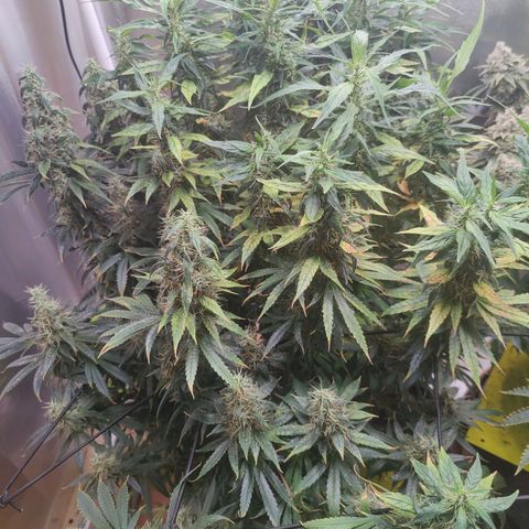 Arjan's Haze #3 growlog photo: Now its just about densing up!
Happy with both my first ladies... 