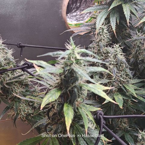 Arjan's Haze #3 growlog photo: Now its just about densing up!
Happy with both my first ladies... 