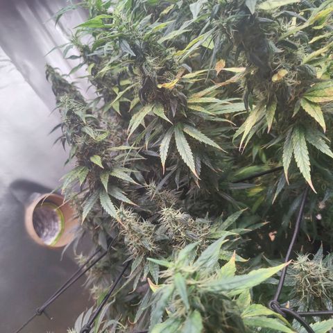 Arjan's Haze #3 growlog photo: Now its just about densing up!
Happy with both my first ladies... 