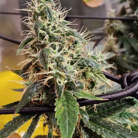 Arjan's Haze #3 growlog photo: Now its just about densing up!
Happy with both my first ladies... 