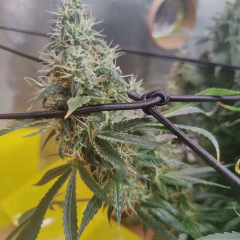 Arjan's Haze #3 growlog photo: Now its just about densing up!
Happy with both my first ladies... 