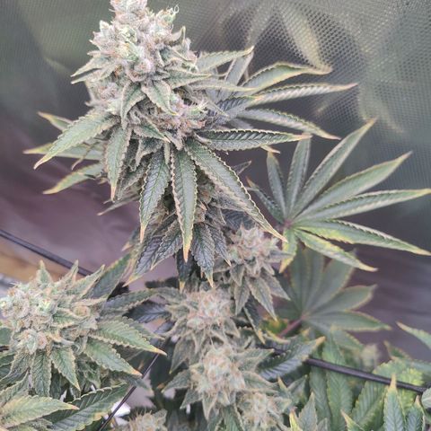 Arjan's Haze #3 growlog photo: Now its just about densing up!
Happy with both my first ladies... 