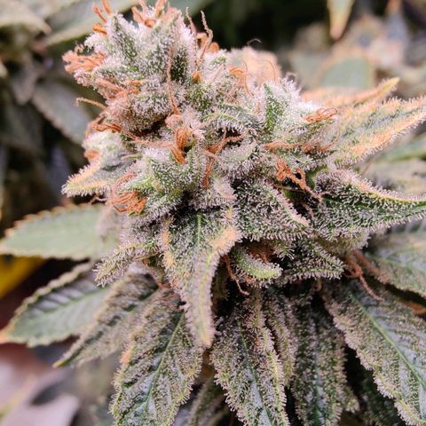 Arjan's Haze #3 growlog photo: Now its just about densing up!
Happy with both my first ladies... 